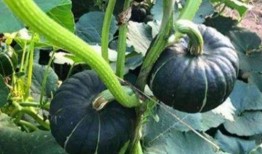 韩城吃瓜网红是谁啊图片,网络红人的崛起之路